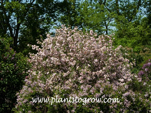 Fringed Prairie Crab (Malus ioensis Frimbriata)
mid May